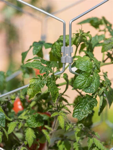 Gardener's supply company square tomato cage. Vertex Lifetime Tall Tomato Cage | Gardener's Supply ...
