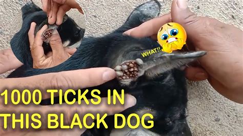 Poor Dog Rescue Removing Ticks On Dog Help Poor Dog 3 Youtube