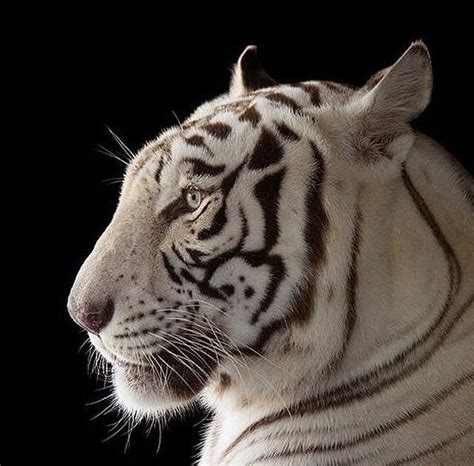 Rajah An Endangered Male White Bengal Tiger At Alabama Gulf Coast Zoo