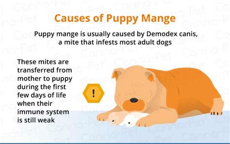 Mange In Dogs Causes Symptoms And Treatment Canna Pet®