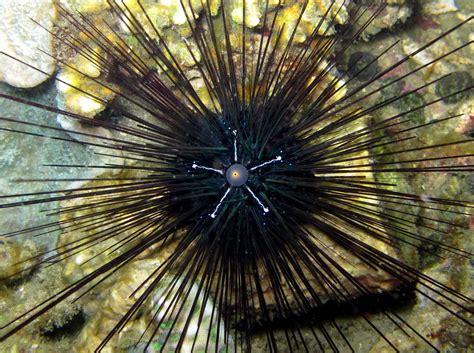 Black Longspine Urchin Diadema Setosum Sea Urchins Tropical Reefs