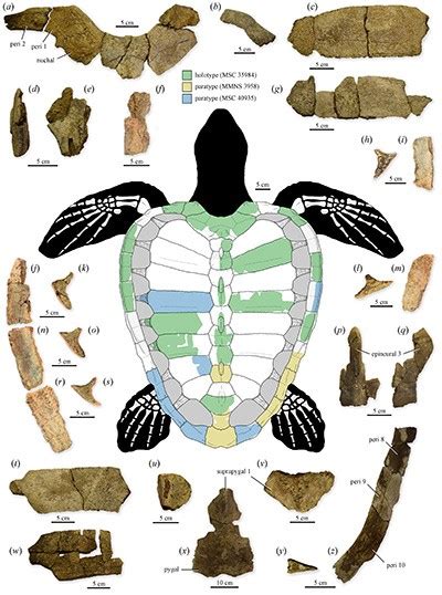 75 Million Year Old Sea Turtle Fossil Discovery Is A New Genus And