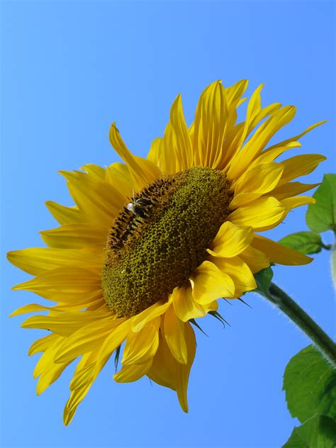 Filesunflower 2007 Wikipedia The Free Encyclopedia