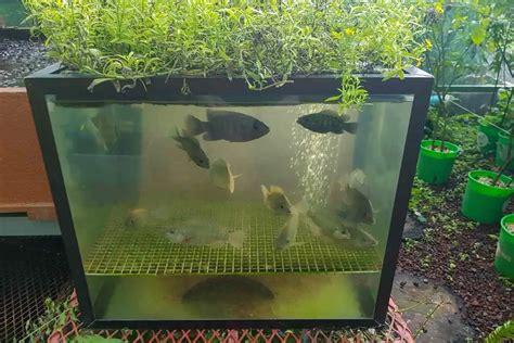 Can You Use Tilapia For Aquaponics Yes Here S Why Gardenia Organic