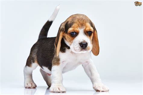 Beagle Dog Breed Information Buying Advice Photos And Facts Pets4homes
