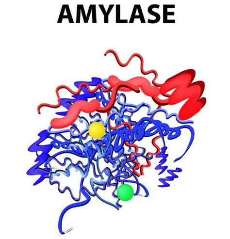 Salivary Amylase Is Activated By Which Ion