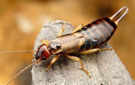 Five Simple Tricks To Keep Earwigs Away From Your Elk Grove Property