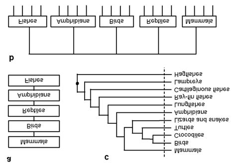 Tree Diagrams For Extant Vertebrates Illustrating Different Views On