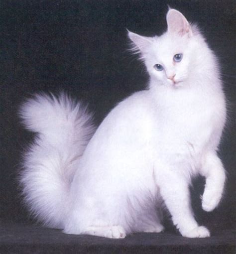 Turkish Angora Cats Information Facts And Pictures All