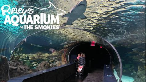 Ripleys Aquarium Of The Smokies Gatlinburg Tour And Review With The