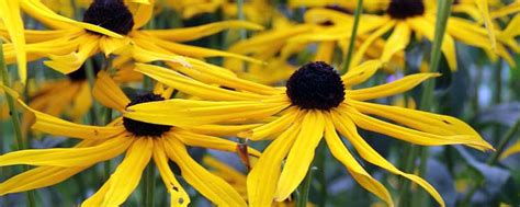 Get emergency medical help if you have signs of an allergic. The Many Arnica Montana Side Effects You Need to Know ...