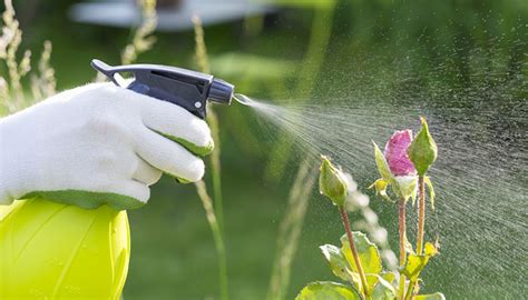 How To Make Homemade Pesticide For Any Plants In 9 Ways