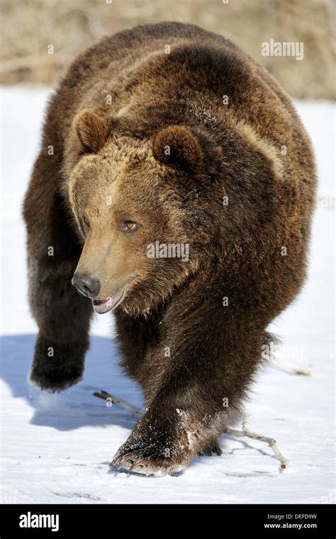 Running Grizzly Bear Hi Res Stock Photography And Images Alamy