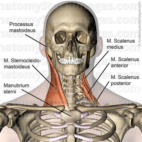 Choose from 500 different sets of flashcards about muscle names on quizlet. Anatomy Stock Images | neck-muscles-musculus ...