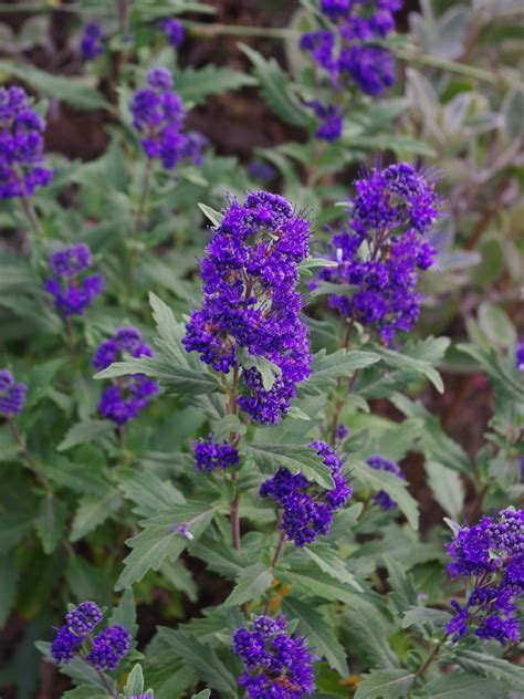 Caryopteris Longwood Blue The Beth Chatto Gardens