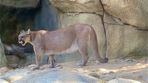 A Mountain Lion Screaming They Do Not Have The Vocal Physiology To
