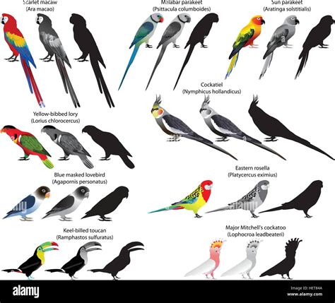 Collection Of Different Species Of Parrots Colour And Black And White