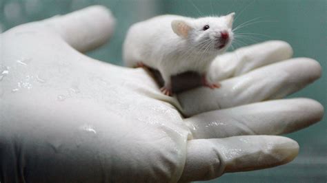 Lab Rats May Be Stressed By Men Which May Skew Experiments The Two