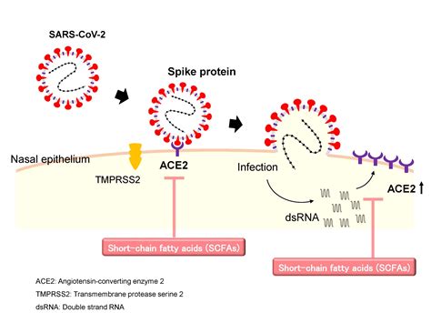 Short Chain Fatty Acids An “ace In The Hole” Against Sars Cov 2