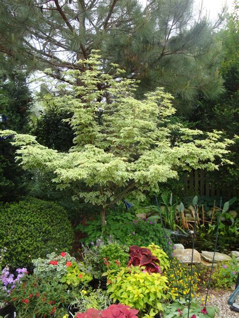 Wolf eyes this is a small variety of the kousa dogwood, growing to only about ten feet in height. Variegated Kousa Dogwood 'Wolf's Eye' | Giving Tree ...