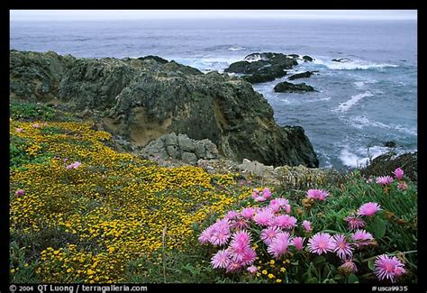 Picturephoto Pink Iceplant And Small Yellow Flowers On A Coast Bluff