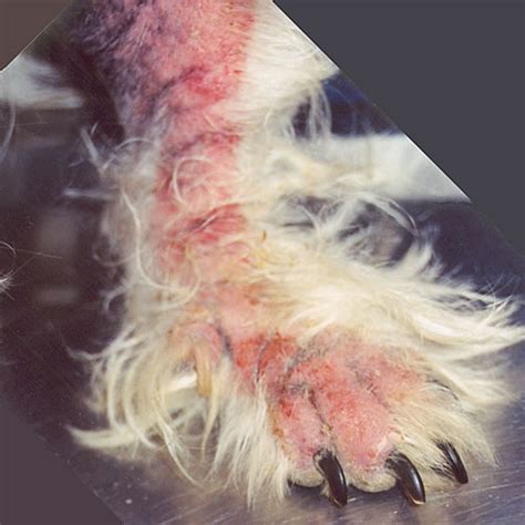 The book also singles out how to get rid of the yeasts in your body naturally, and for good. Animal Dermatology Specialists