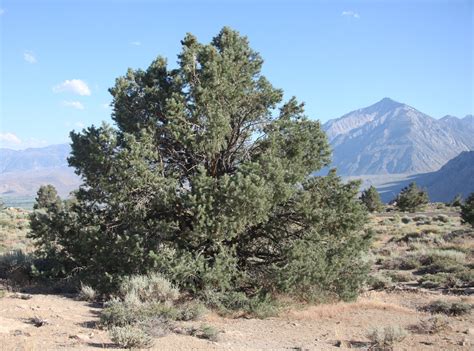 Treesagain Potted Pinyon Pine Tree Pinus Edulis 3 To 5 Etsy