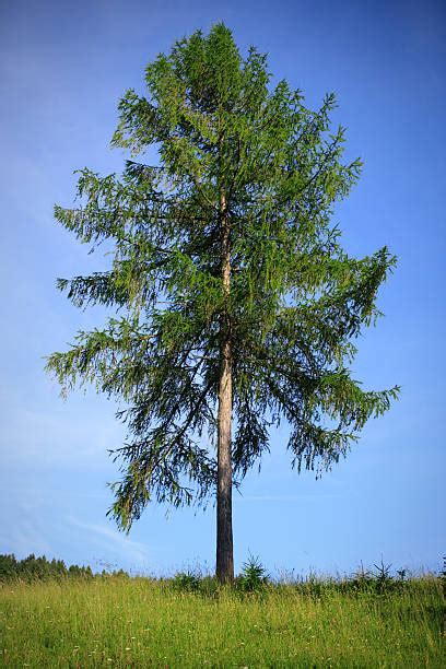 Larch Tree Stock Photos Pictures And Royalty Free Images Istock