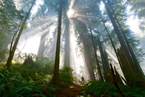 Redwood National Park Part One Road Trips With Tom