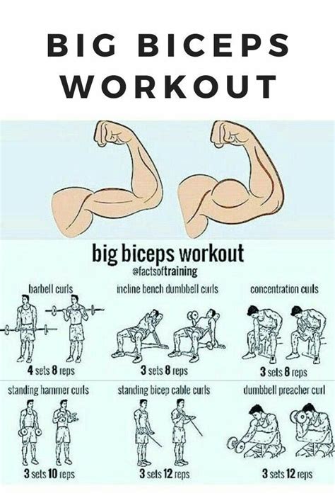 Biceps Big Biceps Workout Dumbbell Bicep Workout Back And Bicep Workout