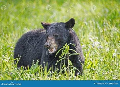 black bear eating green grass in a field of greenery stock image image of greenery furry