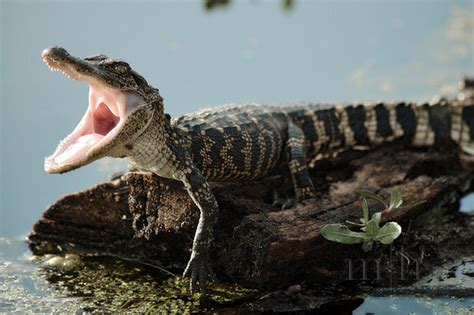 Baby Alligator On Tumblr