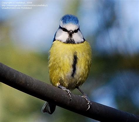 Detailed Information On Blue Tit Cyanistes Caeruleus