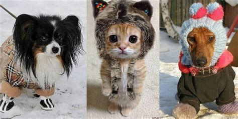 14 Cute Animals Dressed Up In Their Winter Best