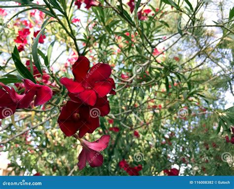 Hardy Red Oleander Stock Photo Image Of Bunch Blooming 116008382