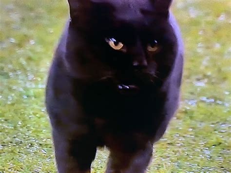 Black Cat Runs Into Field In Giants Cowboys Game Nfl News Rumors