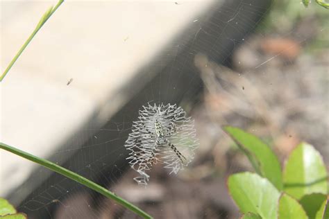A garden orb weaver spider, eriophora transmarina. Argiope aurantia (Black and Yellow Garden Spider) in Howe, Texas United States