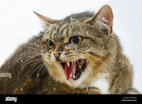 Cat Hissing Hi Res Stock Photography And Images Alamy