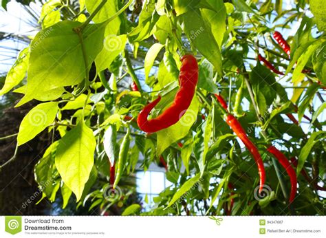 Red Chili Pepper Plant Stock Image Image Of Ecology 94347687
