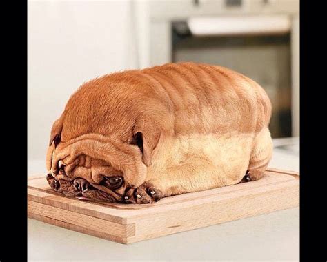 Bread Pug Funny Animal Pictures Cute Funny Animals Funny Cute