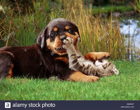 Rottweiler Puppy And Kitten High Resolution Stock Photography And