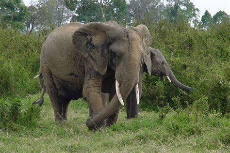 African Elephant Loxodonta Africana Proboscidea Elephantidae 0009152