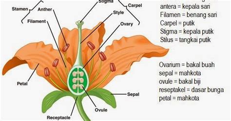 Inspirasi Terpopuler Gambar Anatomi Bunga