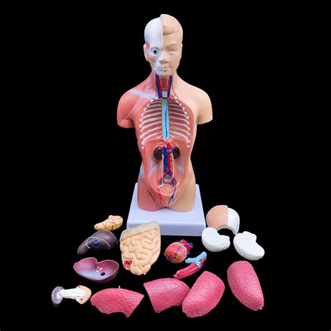 Buy Human Torso Model Anatomically Accurate Body Model Human Torso