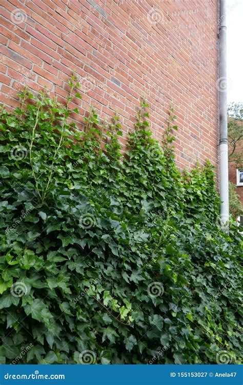 Ivy Hedera Helix Evergreen Climbing Plant Grows Up On A Brick Wall