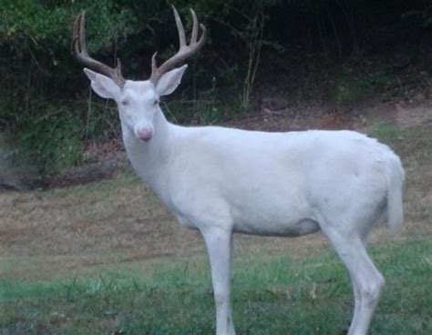 Albino Buck Whitetail Deer Pictures Deer Pics Cape Girardeau Missouri