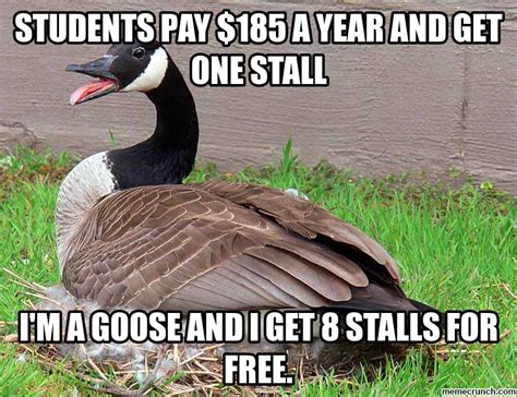 Goose Memes
