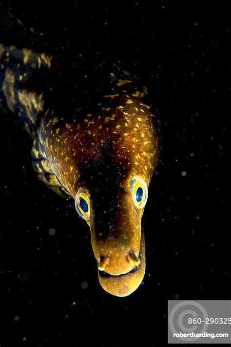 Tiger Moray Enchelycore Anatina Fish Stock Photo