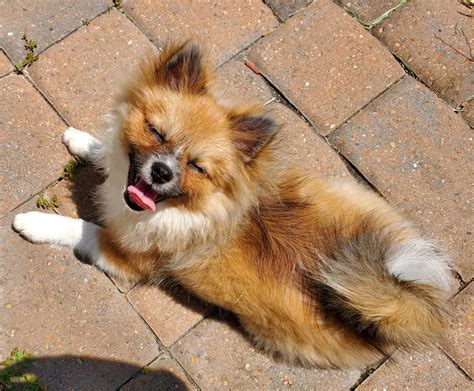 What A Happy Puppy Rpomeranians