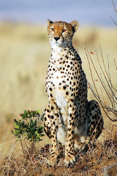 Cheetah Animal Facts And Information